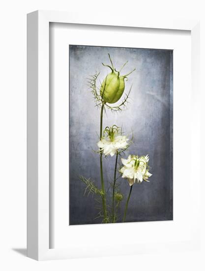 Nigella, Black Cumin, Flower, Blossom, Plant, Still Life, Green, White-Axel Killian-Framed Photographic Print