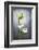 Nigella, Black Cumin, Flower, Blossom, Plant, Still Life, Green, White-Axel Killian-Framed Photographic Print