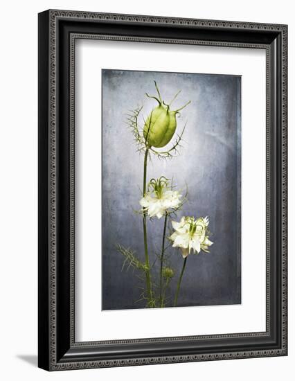 Nigella, Black Cumin, Flower, Blossom, Plant, Still Life, Green, White-Axel Killian-Framed Photographic Print