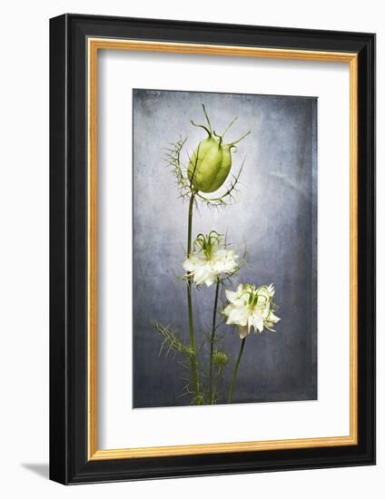 Nigella, Black Cumin, Flower, Blossom, Plant, Still Life, Green, White-Axel Killian-Framed Photographic Print