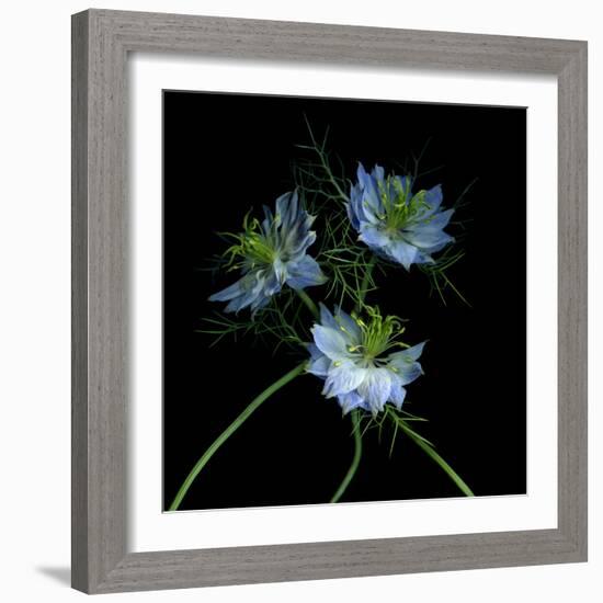 Nigella-Magda Indigo-Framed Photographic Print