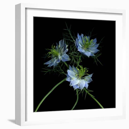 Nigella-Magda Indigo-Framed Photographic Print