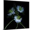 Nigella-Magda Indigo-Mounted Photographic Print