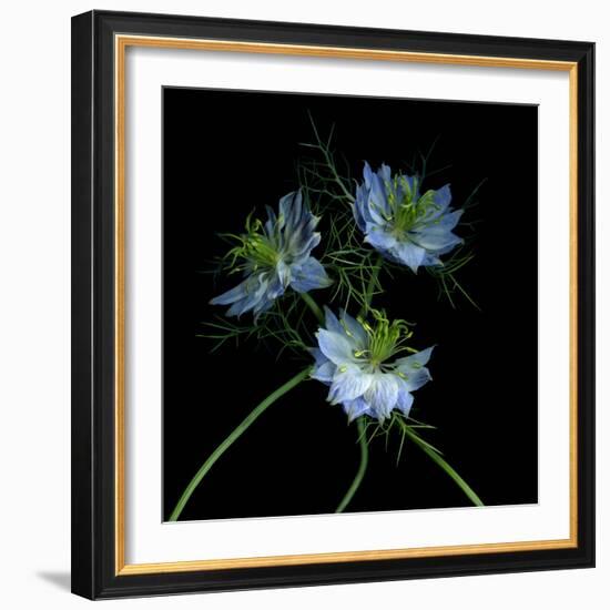 Nigella-Magda Indigo-Framed Photographic Print