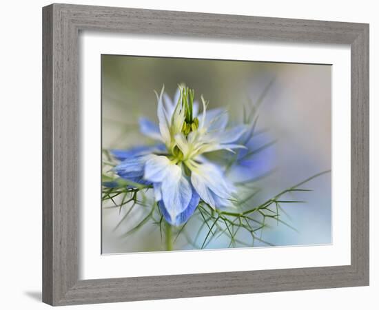 Nigella-Heidi Westum-Framed Photographic Print