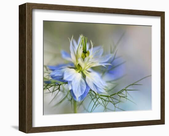 Nigella-Heidi Westum-Framed Photographic Print