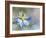 Nigella-Heidi Westum-Framed Photographic Print