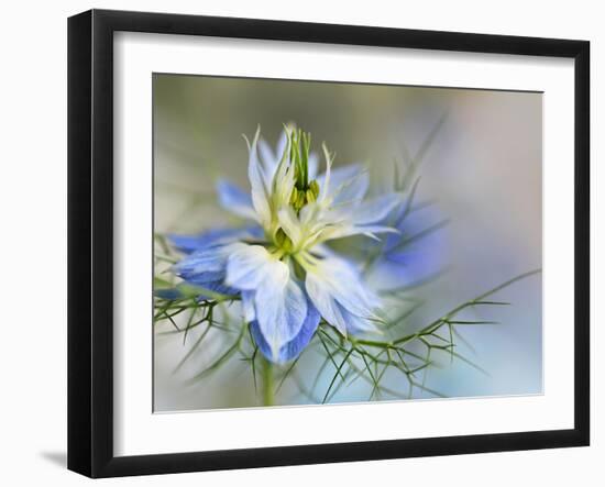 Nigella-Heidi Westum-Framed Photographic Print