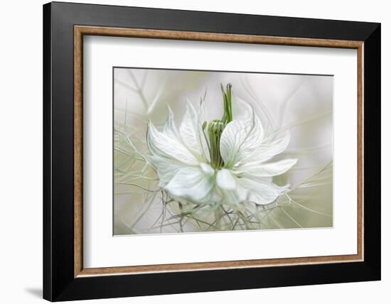 Nigella-Mandy Disher-Framed Photographic Print