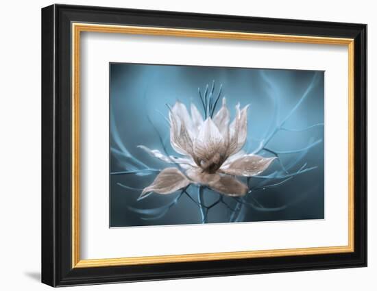 Nigella-Mandy Disher-Framed Photographic Print