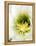 Night Blooming Cereus, Tucson, Arizona, USA-Peter Hawkins-Framed Premier Image Canvas