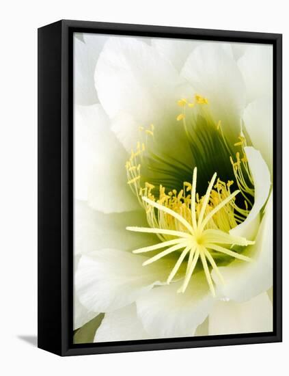 Night Blooming Cereus, Tucson, Arizona, USA-Peter Hawkins-Framed Premier Image Canvas