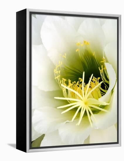 Night Blooming Cereus, Tucson, Arizona, USA-Peter Hawkins-Framed Premier Image Canvas