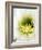 Night Blooming Cereus, Tucson, Arizona, USA-Peter Hawkins-Framed Photographic Print