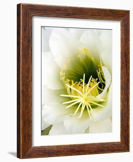 Night Blooming Cereus, Tucson, Arizona, USA-Peter Hawkins-Framed Photographic Print