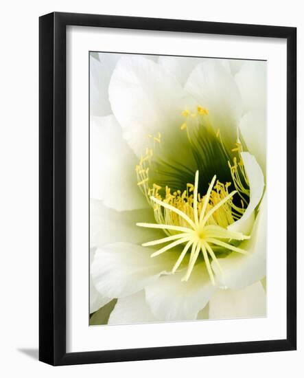 Night Blooming Cereus, Tucson, Arizona, USA-Peter Hawkins-Framed Photographic Print