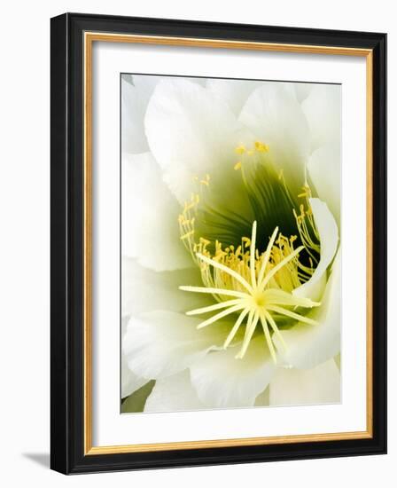 Night Blooming Cereus, Tucson, Arizona, USA-Peter Hawkins-Framed Photographic Print