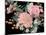 Night Blooming Flowers II-Melissa Wang-Mounted Art Print