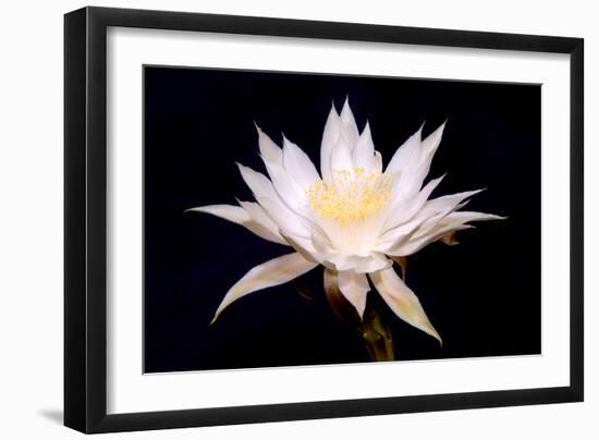 Night Blooms-Douglas Taylor-Framed Photographic Print