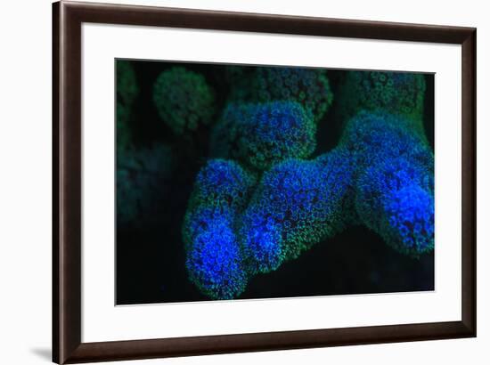 Night dive at Barrier Reef near Saint Georges Caye, Fluorescence emitted at night, exposed with spe-Stuart Westmorland-Framed Photographic Print