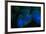 Night dive at Barrier Reef near Saint Georges Caye, Fluorescence emitted at night, exposed with spe-Stuart Westmorland-Framed Photographic Print