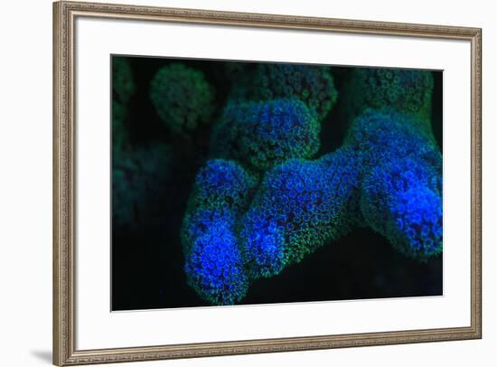 Night dive at Barrier Reef near Saint Georges Caye, Fluorescence emitted at night, exposed with spe-Stuart Westmorland-Framed Photographic Print