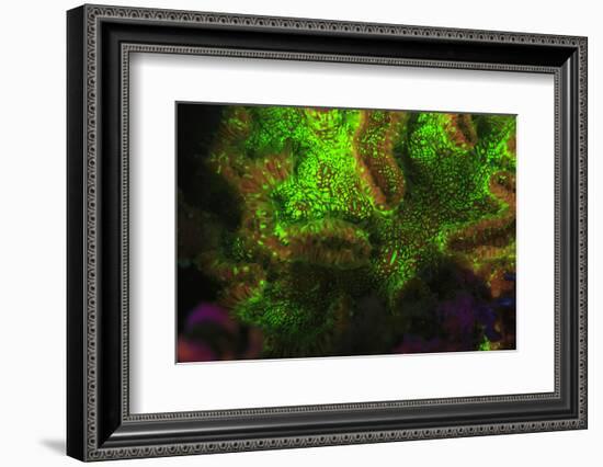 Night dive at Barrier Reef, Saint Georges Caye, Fluorescence, Belize, Central America-Stuart Westmorland-Framed Photographic Print