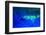 Night dive at Barrier Reef, Saint Georges Caye, Fluorescence, Belize, Central America-Stuart Westmorland-Framed Photographic Print