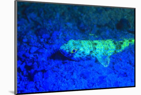 Night dive at Barrier Reef, Saint Georges Caye, Fluorescence, Belize, Central America-Stuart Westmorland-Mounted Photographic Print