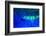 Night dive at Barrier Reef, Saint Georges Caye, Fluorescence, Belize, Central America-Stuart Westmorland-Framed Photographic Print