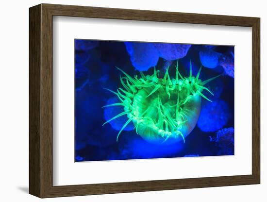 Night dive at Barrier Reef, Saint Georges Caye, Fluorescence, Belize, Central America-Stuart Westmorland-Framed Photographic Print