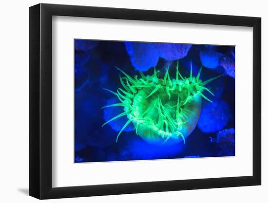 Night dive at Barrier Reef, Saint Georges Caye, Fluorescence, Belize, Central America-Stuart Westmorland-Framed Photographic Print