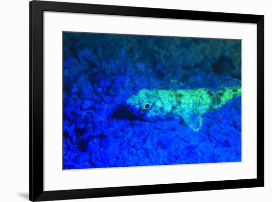 Night dive at Barrier Reef, Saint Georges Caye, Fluorescence, Belize, Central America-Stuart Westmorland-Framed Premium Photographic Print