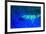 Night dive at Barrier Reef, Saint Georges Caye, Fluorescence, Belize, Central America-Stuart Westmorland-Framed Premium Photographic Print