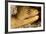 Night Dive Photograph of Goldentail Eel Off Bonaire-James White-Framed Photographic Print