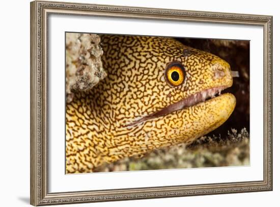 Night Dive Photograph of Goldentail Eel Off Bonaire-James White-Framed Photographic Print