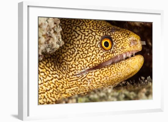 Night Dive Photograph of Goldentail Eel Off Bonaire-James White-Framed Photographic Print