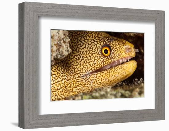 Night Dive Photograph of Goldentail Eel Off Bonaire-James White-Framed Photographic Print