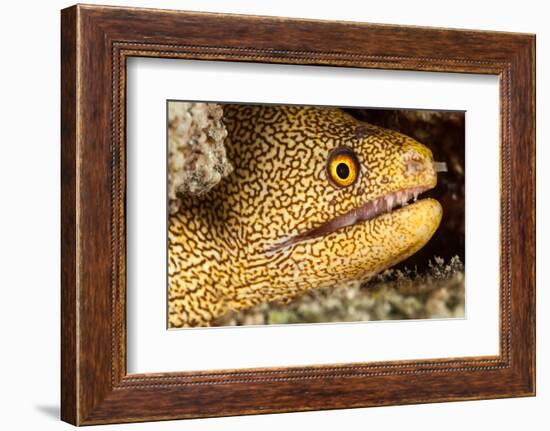 Night Dive Photograph of Goldentail Eel Off Bonaire-James White-Framed Photographic Print