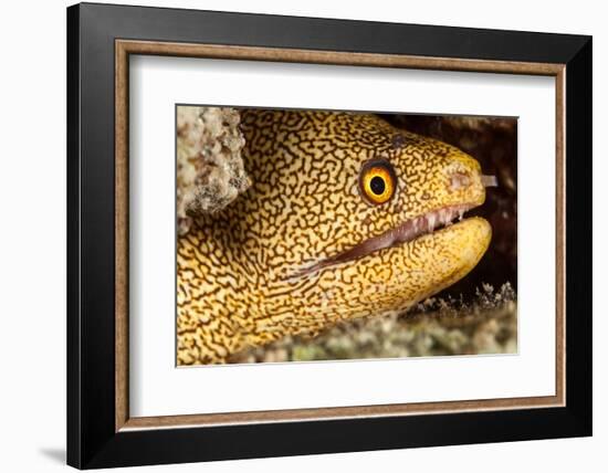 Night Dive Photograph of Goldentail Eel Off Bonaire-James White-Framed Photographic Print