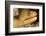 Night Dive Photograph of Goldentail Eel Off Bonaire-James White-Framed Photographic Print