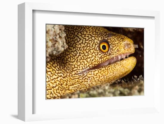 Night Dive Photograph of Goldentail Eel Off Bonaire-James White-Framed Photographic Print