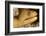 Night Dive Photograph of Goldentail Eel Off Bonaire-James White-Framed Photographic Print