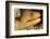 Night Dive Photograph of Goldentail Eel Off Bonaire-James White-Framed Photographic Print