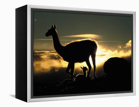 Night Fall-Art Wolfe-Framed Premier Image Canvas