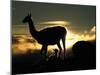 Night Fall-Art Wolfe-Mounted Photographic Print