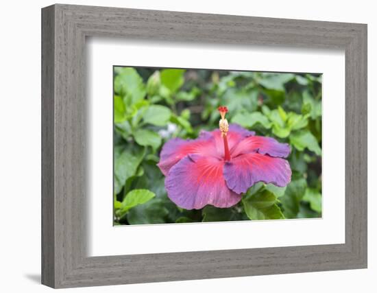 Night Fire, Hibiscus, Usa-Lisa S Engelbrecht-Framed Photographic Print