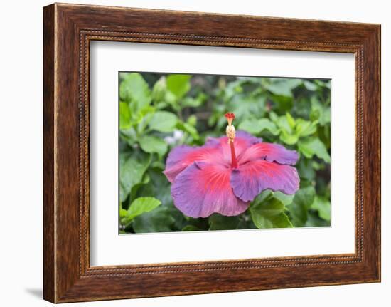 Night Fire, Hibiscus, Usa-Lisa S Engelbrecht-Framed Photographic Print