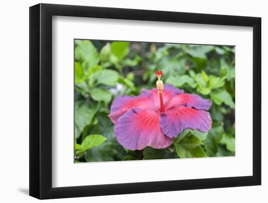 Night Fire, Hibiscus, Usa-Lisa S Engelbrecht-Framed Photographic Print