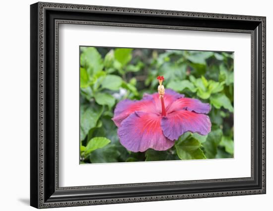 Night Fire, Hibiscus, Usa-Lisa S Engelbrecht-Framed Photographic Print